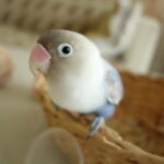 ぼたちゃん<br>（本ブログのサポーター：ひじきの愛鳥）